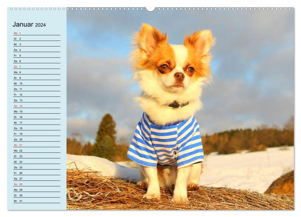 Chihuahuas. Zuckersüße Hunde im lustigen Outfit (CALVENDO Premium Wandkalender 2024)