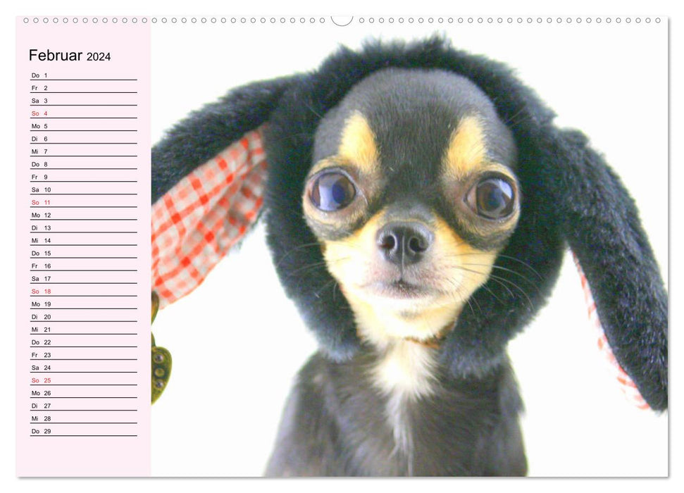 Chihuahuas. Zuckersüße Hunde im lustigen Outfit (CALVENDO Premium Wandkalender 2024)