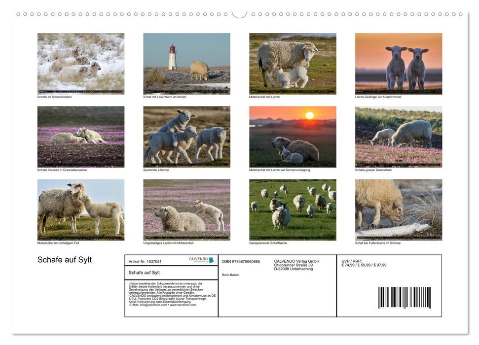 Schafe auf Sylt (CALVENDO Premium Wandkalender 2024)