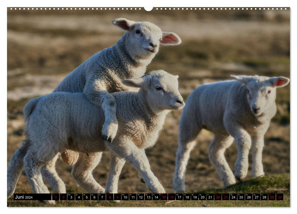 Schafe auf Sylt (CALVENDO Premium Wandkalender 2024)