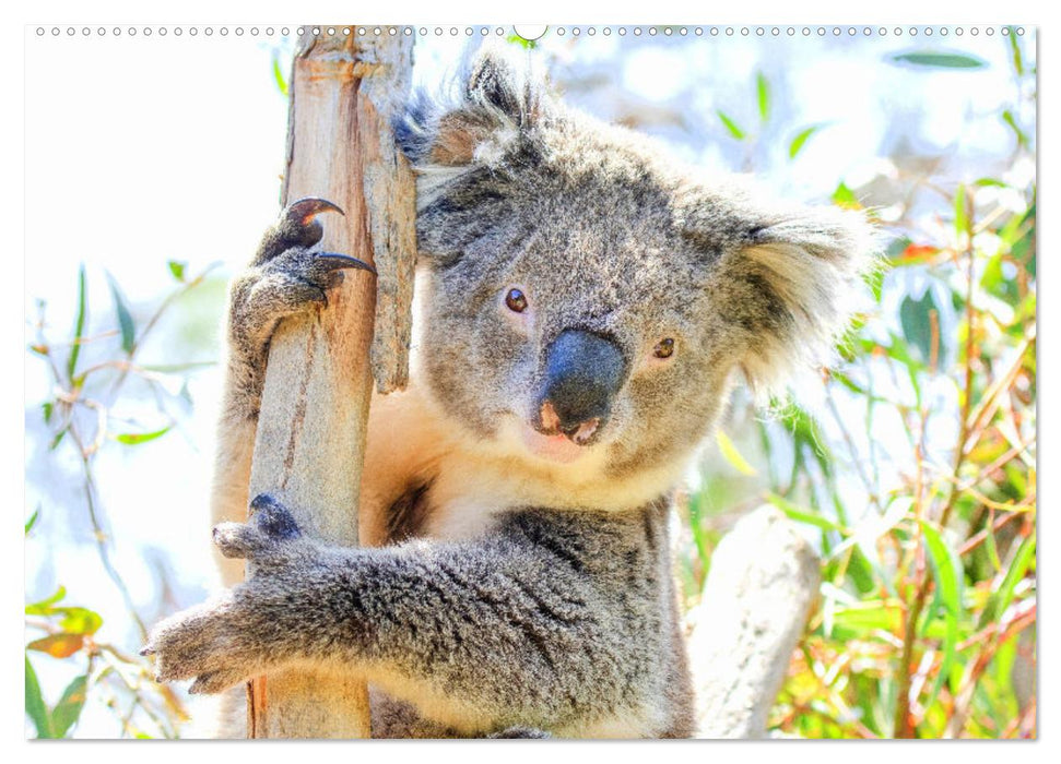 Koalas. Teddy-Alarm! (CALVENDO Premium Wandkalender 2024)