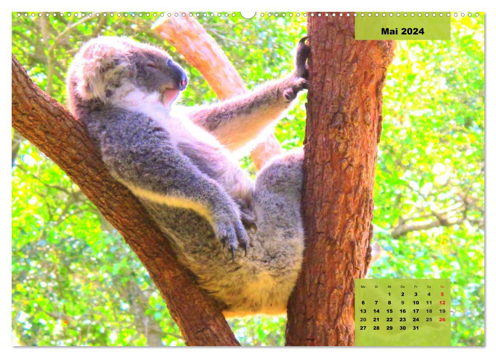 Koalas. Teddy-Alarm! (CALVENDO Premium Wandkalender 2024)