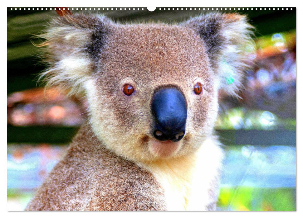 Koalas. Teddy-Alarm! (CALVENDO Premium Wandkalender 2024)