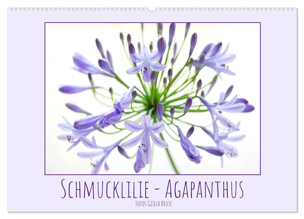 Schmucklilie - Agapanthus (CALVENDO Wandkalender 2024)