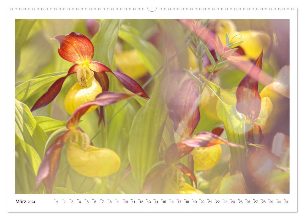 Gelber Frauenschuh (CALVENDO Wandkalender 2024)