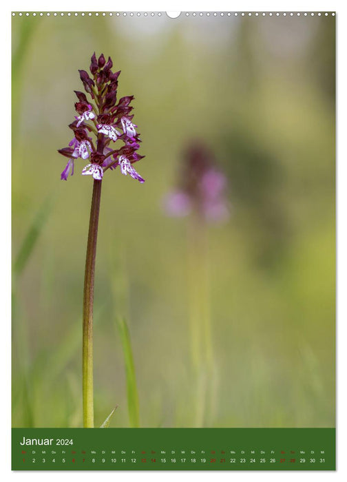 Orchideen aus der Pfalz (CALVENDO Premium Wandkalender 2024)
