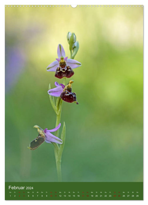 Orchideen aus der Pfalz (CALVENDO Premium Wandkalender 2024)