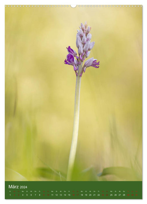 Orchideen aus der Pfalz (CALVENDO Premium Wandkalender 2024)