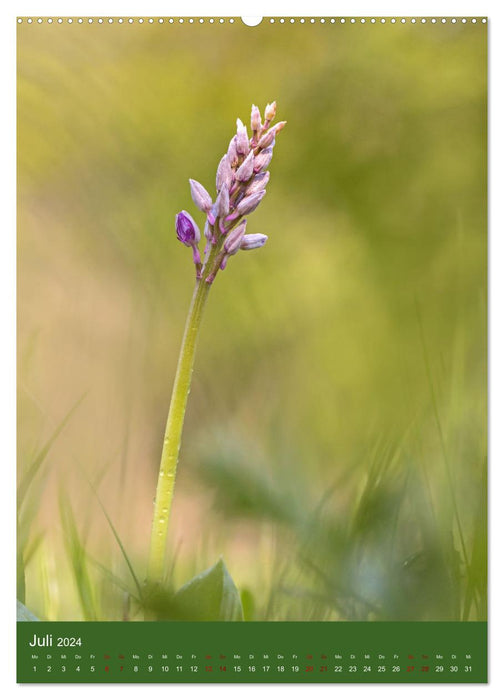 Orchideen aus der Pfalz (CALVENDO Premium Wandkalender 2024)