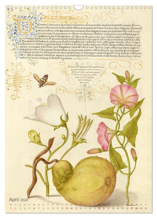 Hoefnagel und Bocskay - Miniaturmalerei trifft Kalligrafie (CALVENDO Wandkalender 2024)