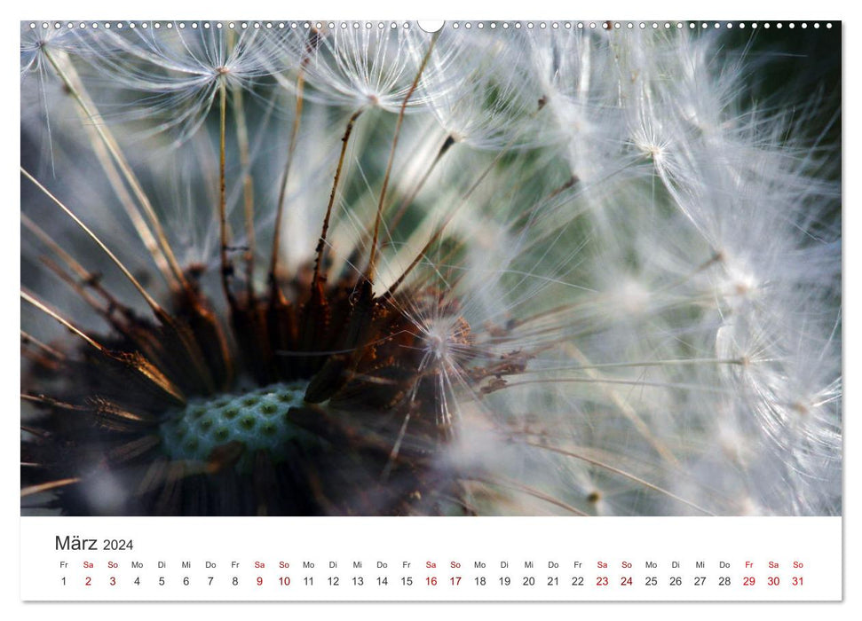 Pusteblumen Feuerwerk (CALVENDO Wandkalender 2024)