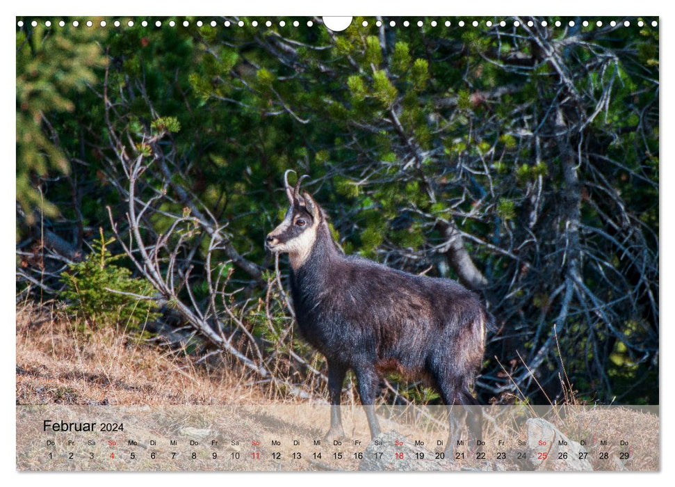 Die Natur erleben - Wildtiere in Graubünden (CALVENDO Wandkalender 2024)