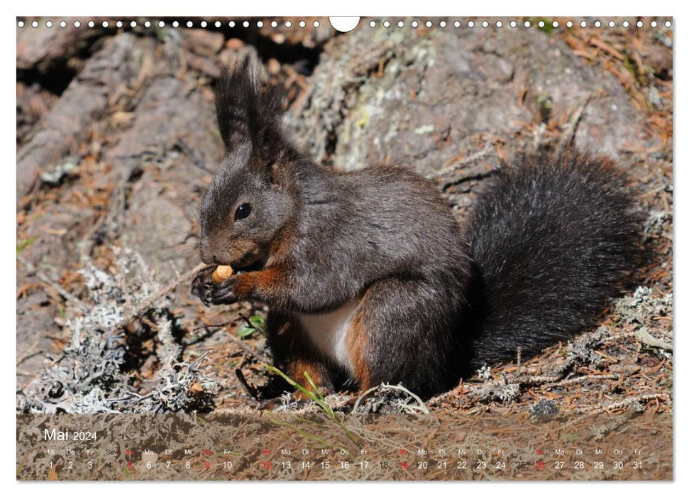 Die Natur erleben - Wildtiere in Graubünden (CALVENDO Wandkalender 2024)