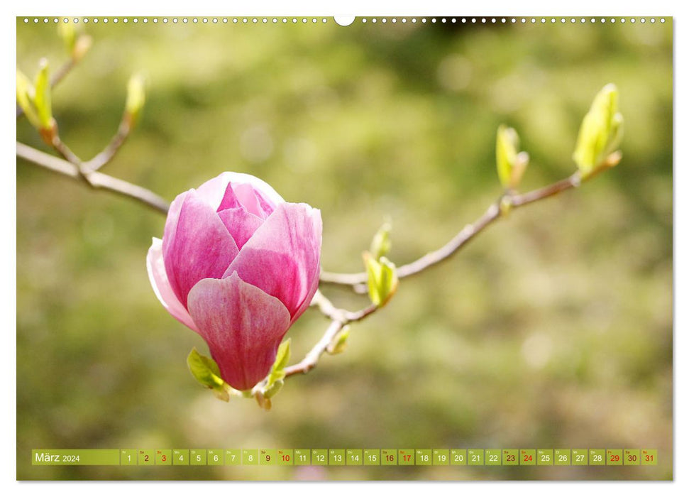 Magnolien-Frühling (CALVENDO Premium Wandkalender 2024)