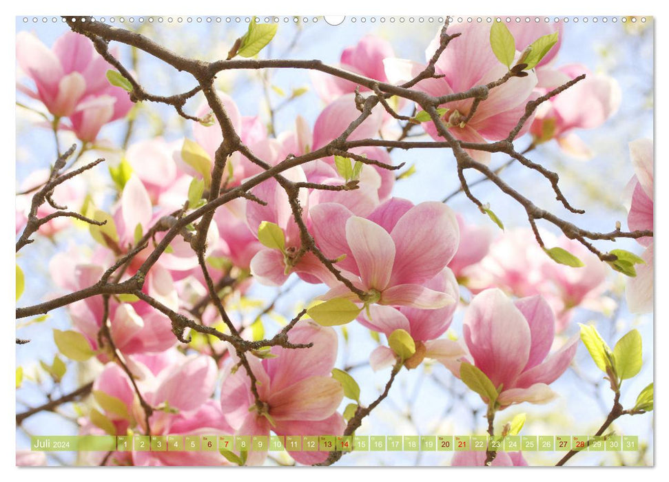 Magnolien-Frühling (CALVENDO Premium Wandkalender 2024)
