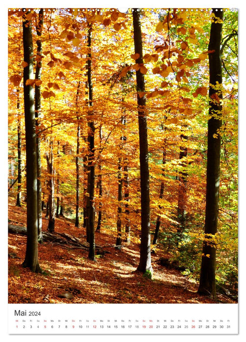 Fascination of colors in the Lappwald Nature Park (CALVENDO Premium Wall Calendar 2024) 