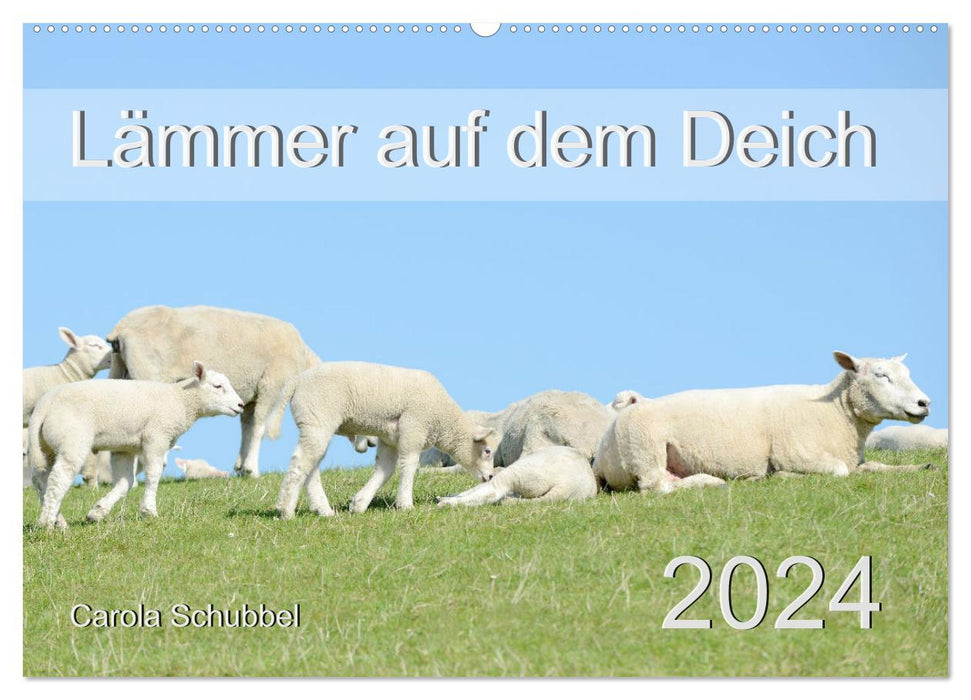 Lambs on the dike (CALVENDO wall calendar 2024) 