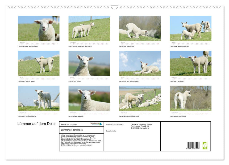 Lambs on the dike (CALVENDO wall calendar 2024) 