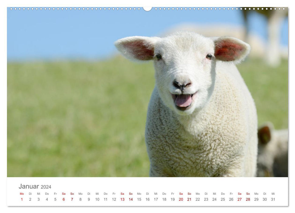 Lambs on the dike (CALVENDO wall calendar 2024) 