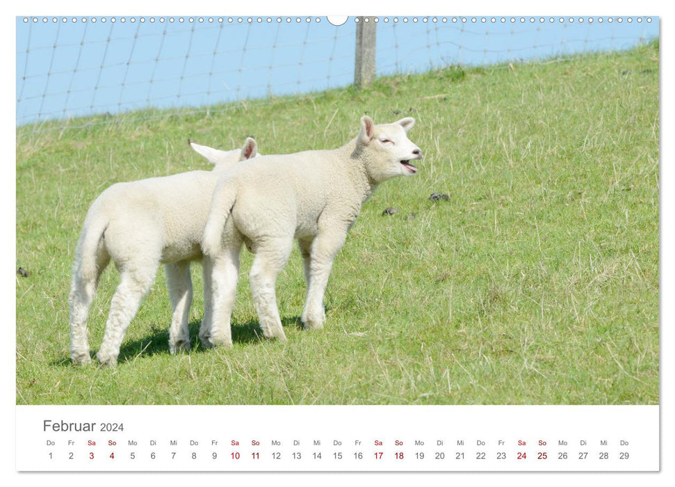 Lambs on the dike (CALVENDO wall calendar 2024) 