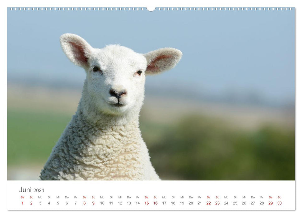 Lambs on the dike (CALVENDO wall calendar 2024) 