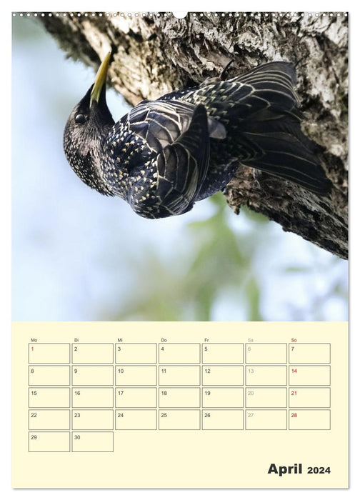 Vogelwelt an der Sieg (CALVENDO Wandkalender 2024)