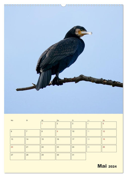 Bird world on the Sieg (CALVENDO wall calendar 2024) 