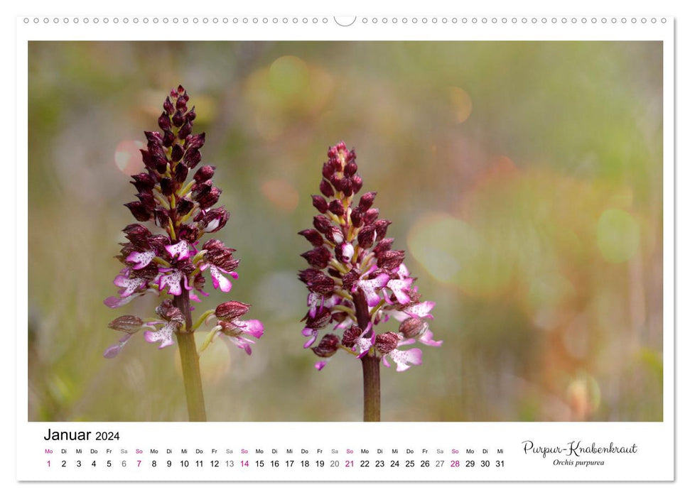 Orchid (CALVENDO wall calendar 2024) 