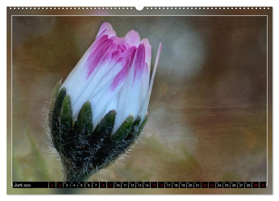 Prachtvolle Blütenporträts (CALVENDO Premium Wandkalender 2024)