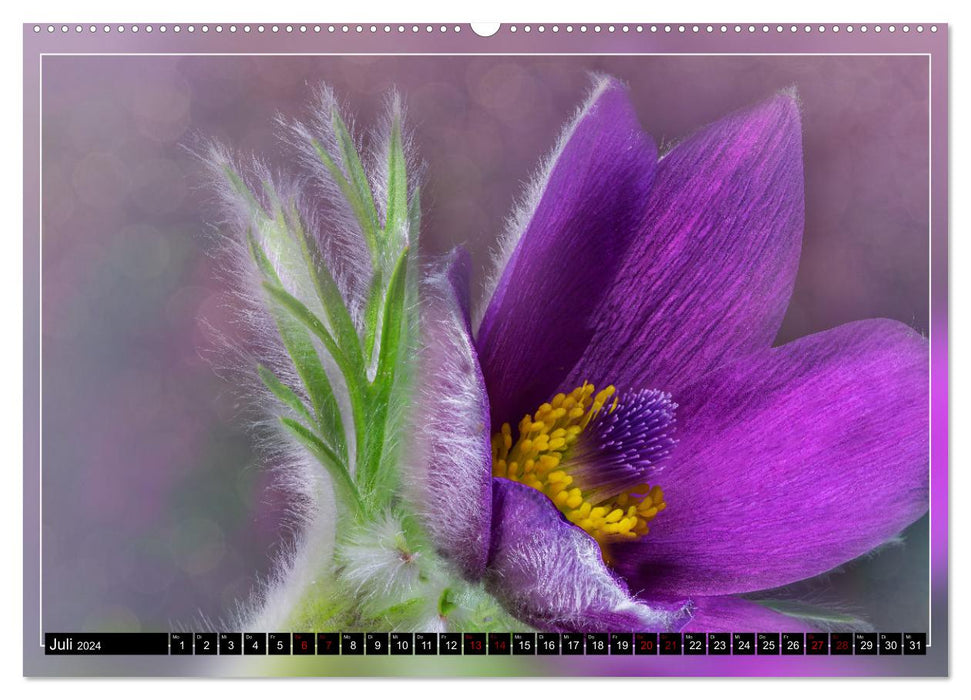Prachtvolle Blütenporträts (CALVENDO Premium Wandkalender 2024)