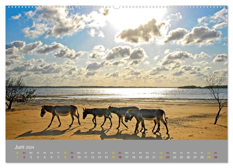 Lamu - Geheimtipp in Kenia (CALVENDO Wandkalender 2024)