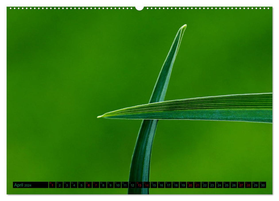 green nature details - Makrofotografien aus der grünen Welt der Pflanzen (CALVENDO Premium Wandkalender 2024)