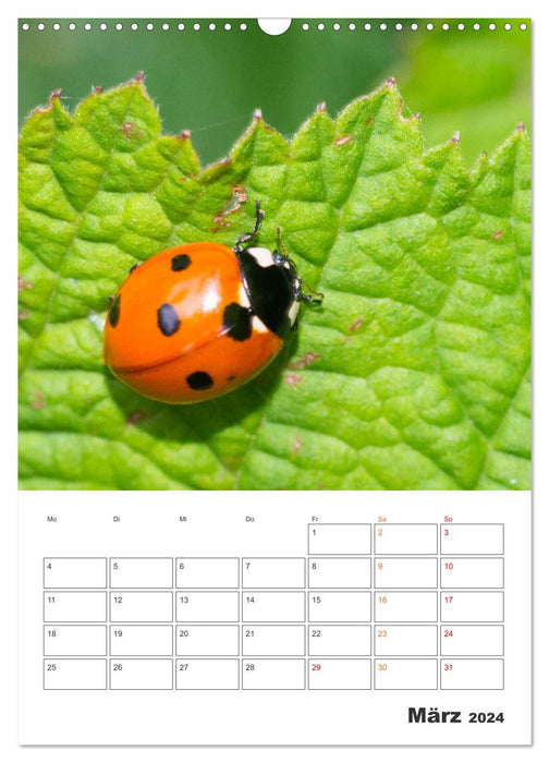 Kleines Glück ganz groß: Marienkäfer! (CALVENDO Wandkalender 2024)