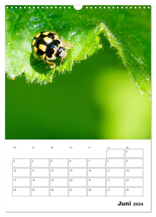 Kleines Glück ganz groß: Marienkäfer! (CALVENDO Wandkalender 2024)