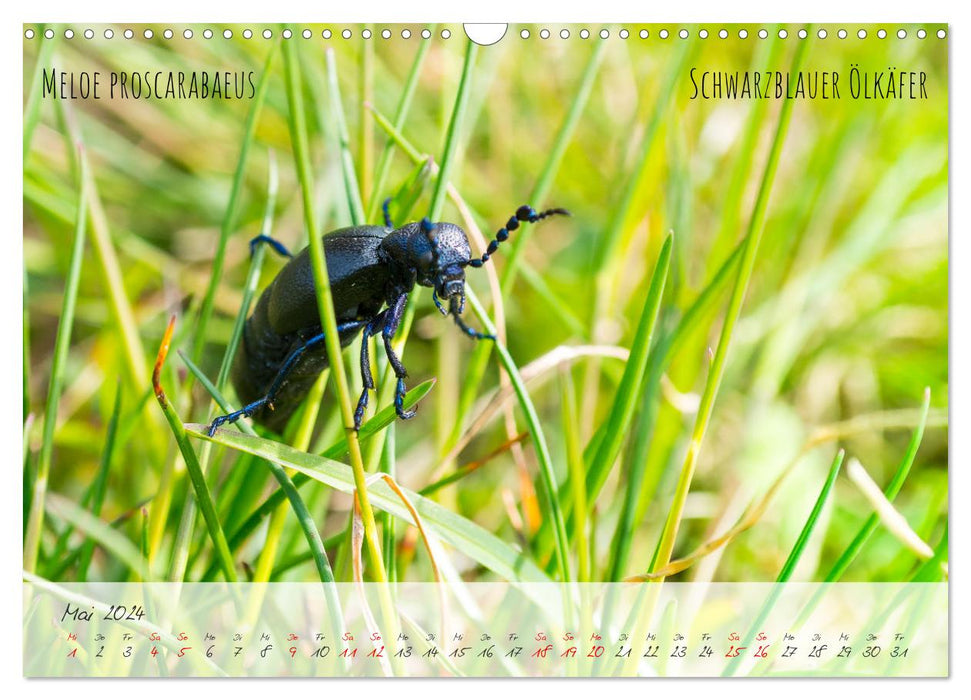 Käfer-Wunderwelten (CALVENDO Wandkalender 2024)