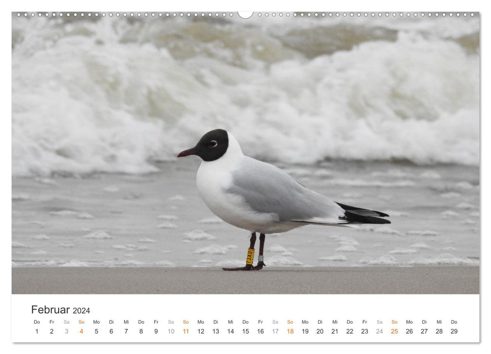 Ostsee - Urlaubsgefühl (CALVENDO Premium Wandkalender 2024)