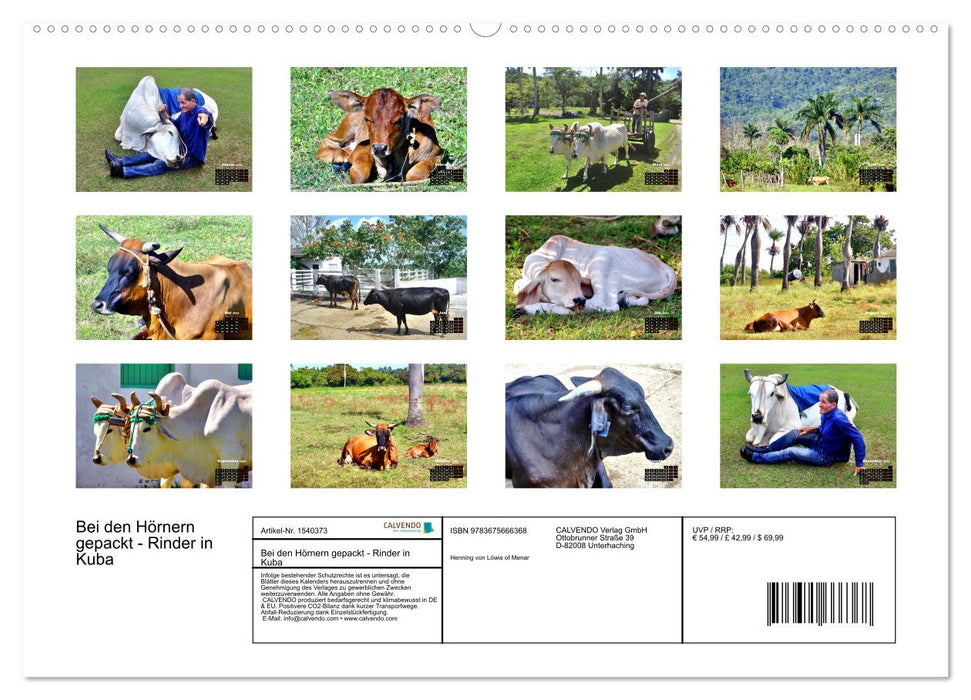 Grabbed by the Horns - Cattle in Cuba (CALVENDO Wall Calendar 2024) 