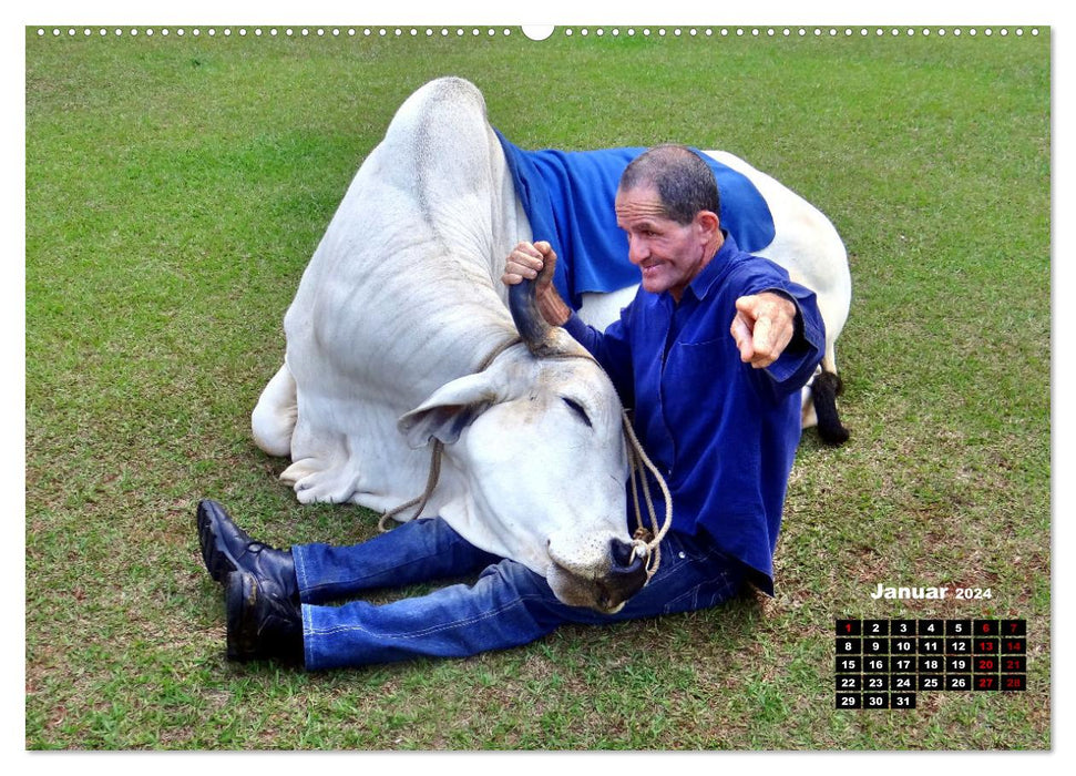 Grabbed by the Horns - Cattle in Cuba (CALVENDO Wall Calendar 2024) 