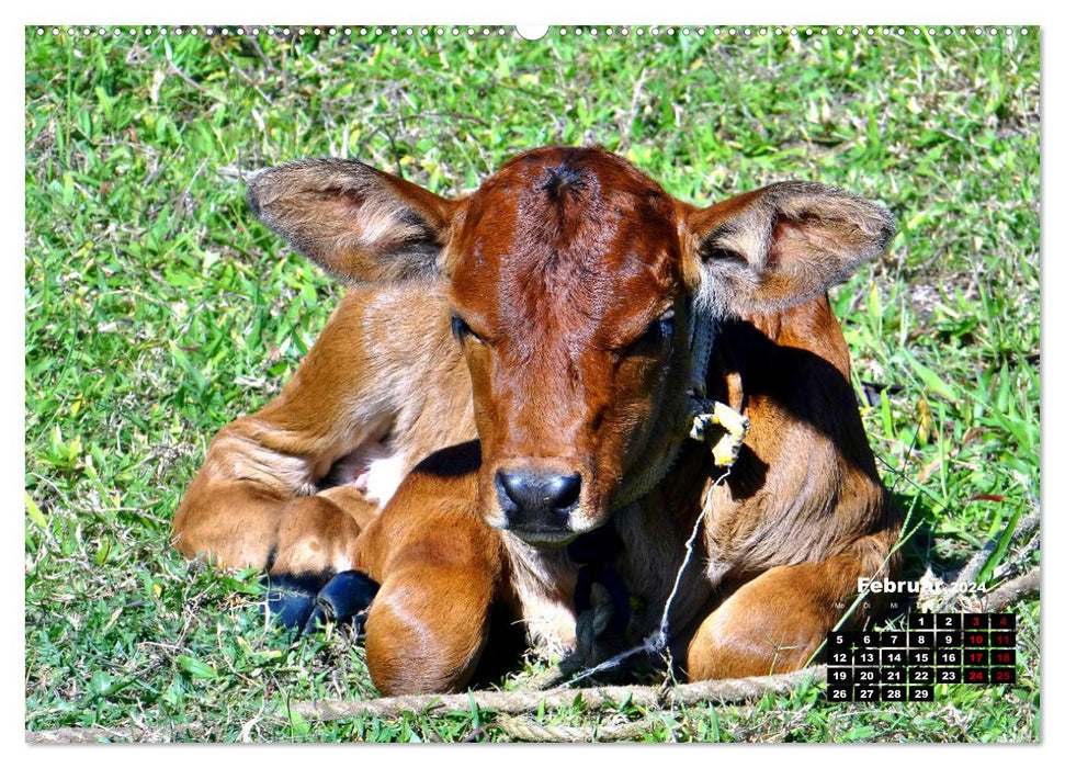 Grabbed by the Horns - Cattle in Cuba (CALVENDO Wall Calendar 2024) 