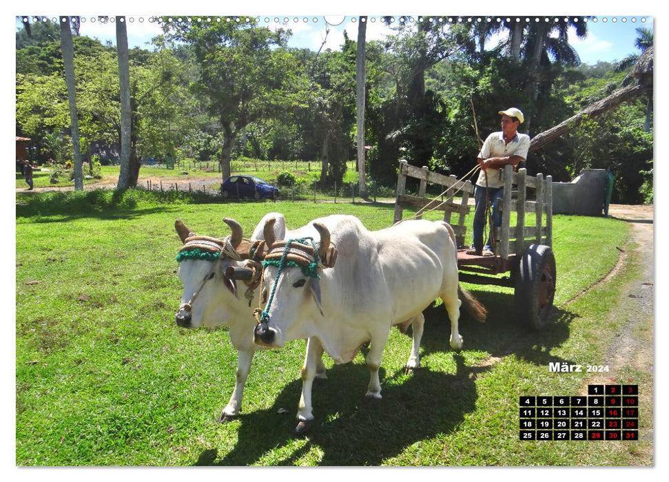 Grabbed by the Horns - Cattle in Cuba (CALVENDO Wall Calendar 2024) 