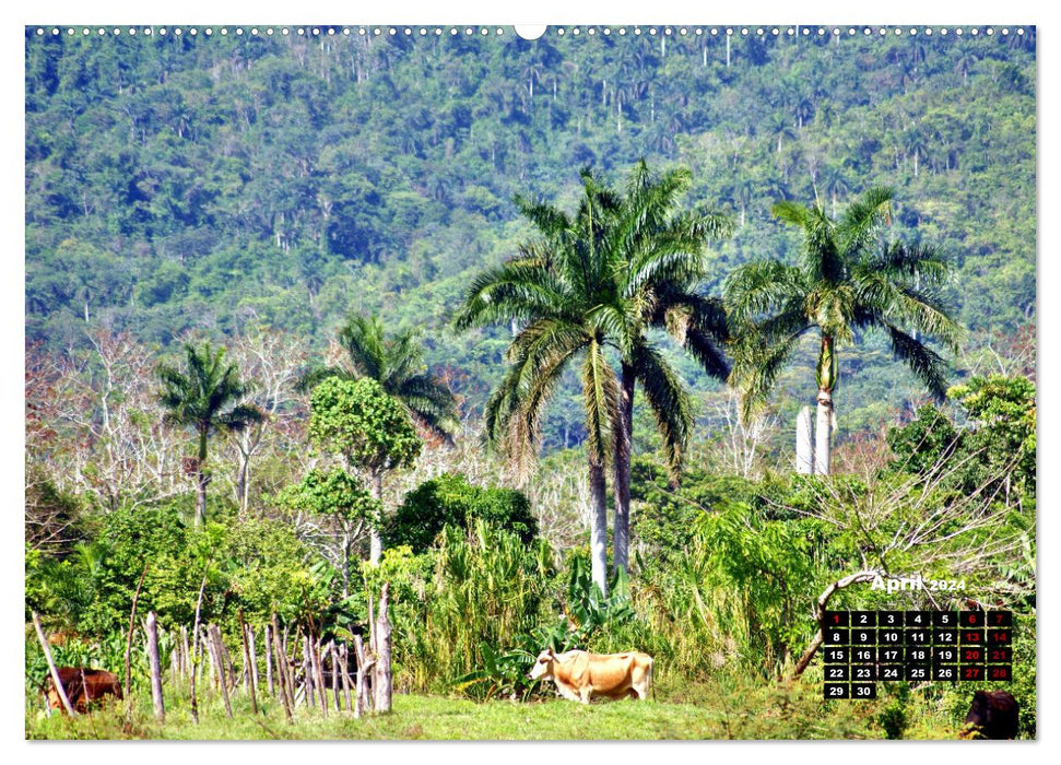 Grabbed by the Horns - Cattle in Cuba (CALVENDO Wall Calendar 2024) 