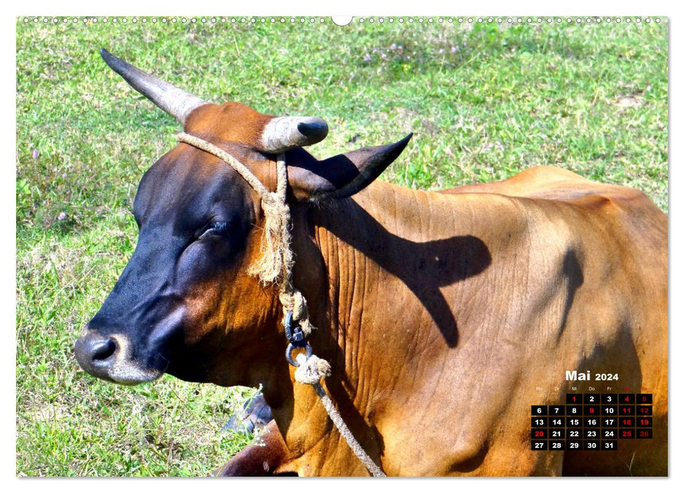 Grabbed by the Horns - Cattle in Cuba (CALVENDO Wall Calendar 2024) 