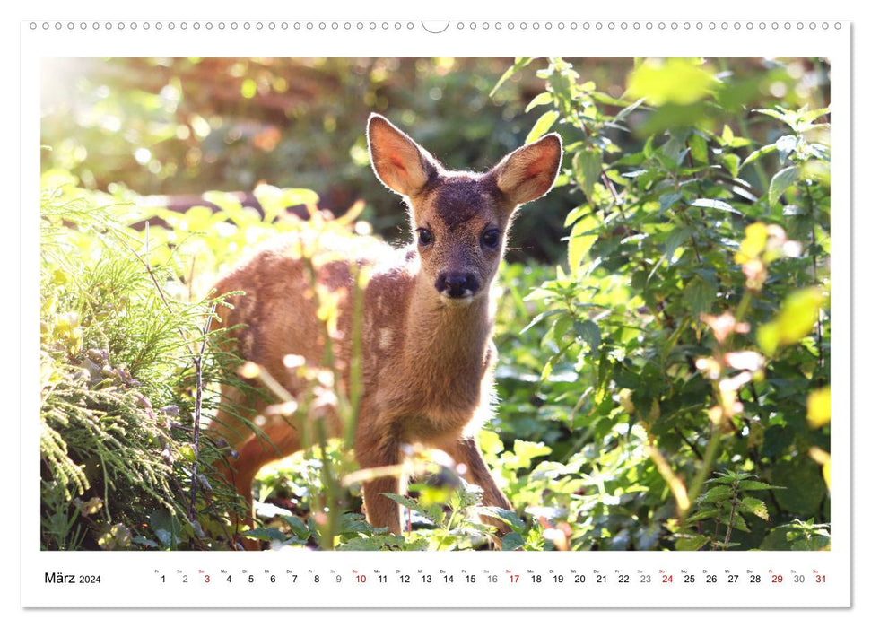 Max, der kleine Rehbock (CALVENDO Premium Wandkalender 2024)