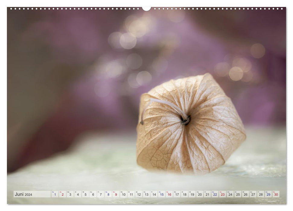 Kunstvolle Physalis-Kleine Frucht von großer Faszination (CALVENDO Premium Wandkalender 2024)