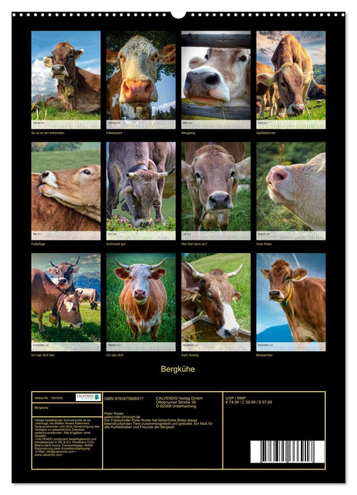 Vaches de montagne (Calendrier mural CALVENDO Premium 2024) 