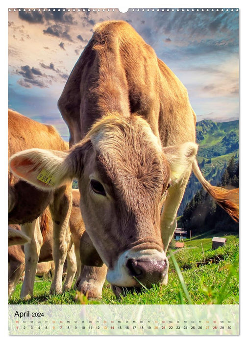 Vaches de montagne (Calendrier mural CALVENDO Premium 2024) 