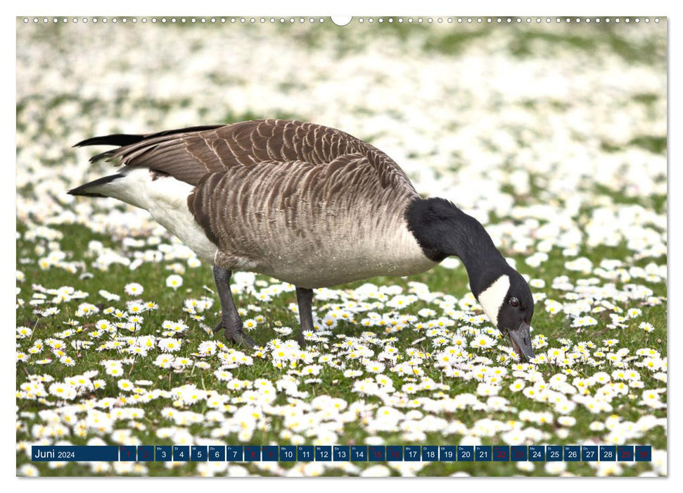 WILDTIERE AM SEE (CALVENDO Wandkalender 2024)