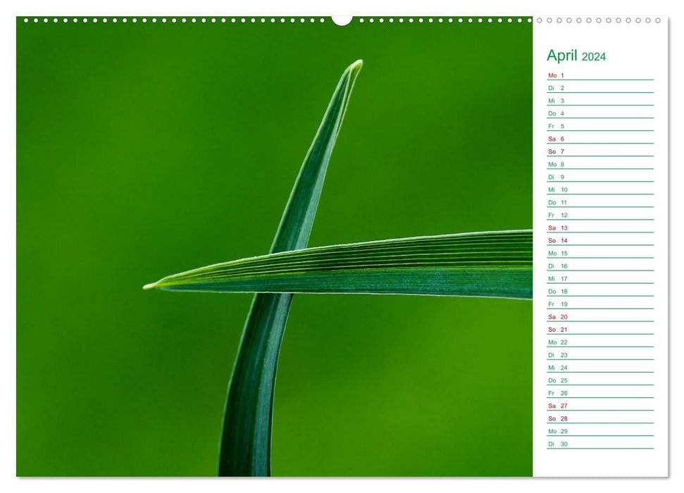 Grün Makrofotografien aus der grünen Welt der Pflanzen als Monatsplaner (CALVENDO Wandkalender 2024)