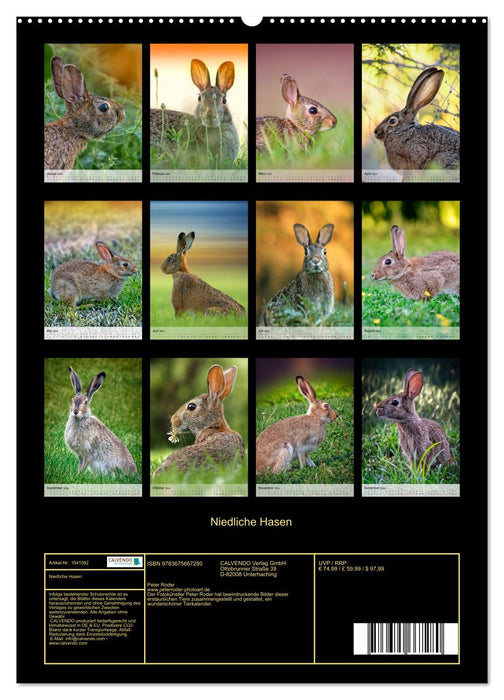 Lapins mignons (Calendrier mural CALVENDO Premium 2024) 