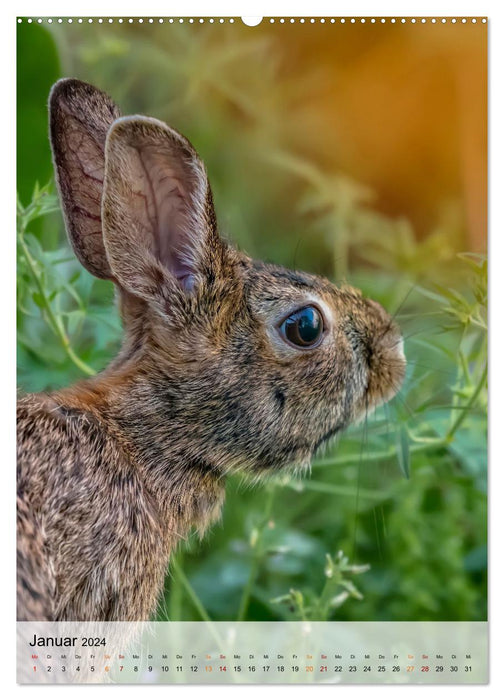 Lapins mignons (Calendrier mural CALVENDO Premium 2024) 